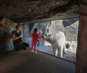 polar-bear-pit-3